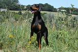 DOBERMANN 1136